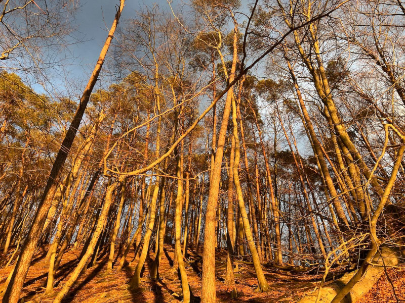 Trees next to Werbellinsee, Germany